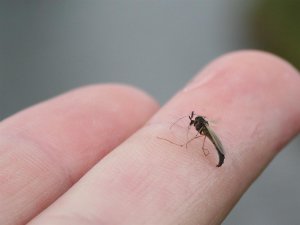 Guck mal, wer da schlüpft! Eine Mücke ...